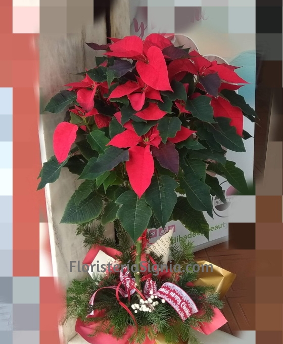 Planta de Pascua Arbustiva