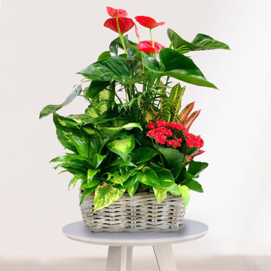 Cesta Plantas México