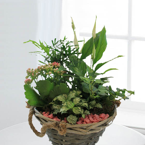 Cesta Plantas Bahamas