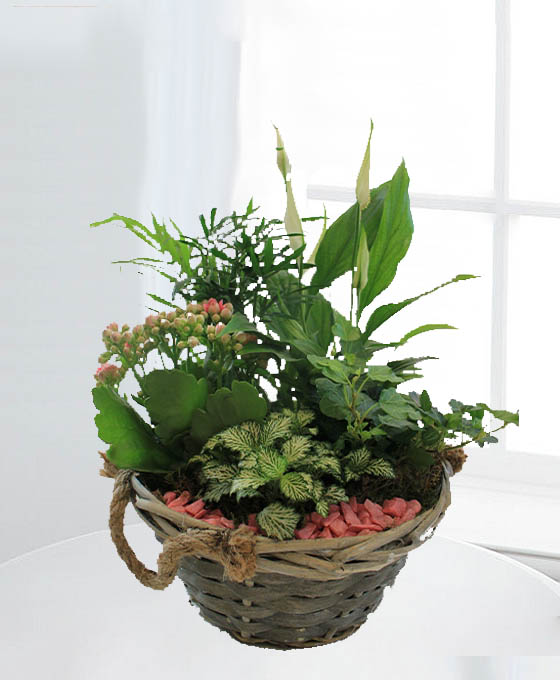 Cesta Plantas Bahamas