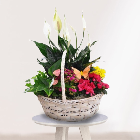 Cesta Plantas Belice