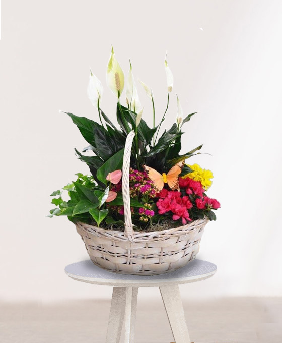 Cesta Plantas Belice