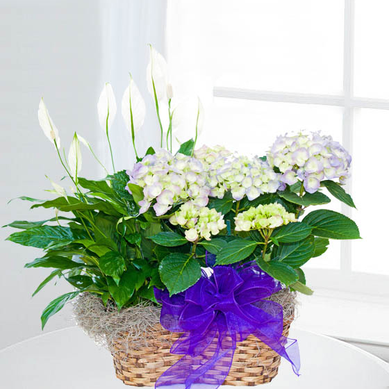 Cesta Plantas Toronto