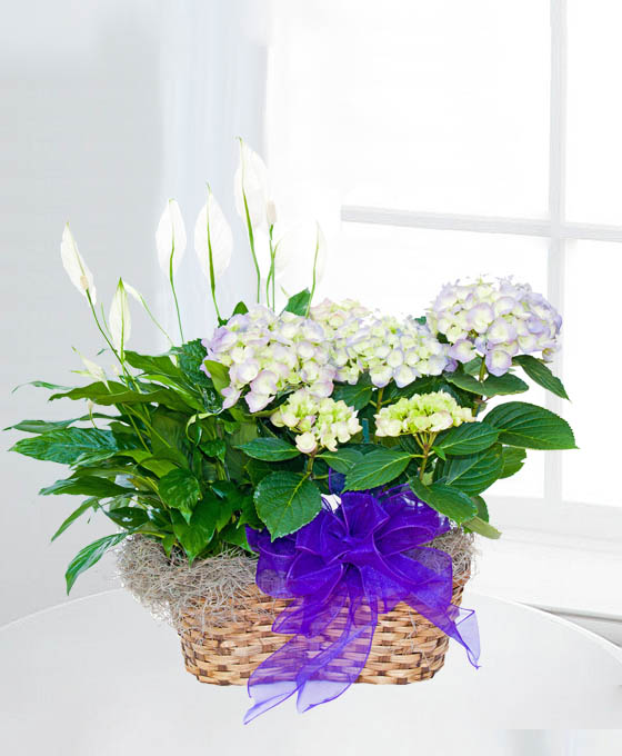 Cesta Plantas Toronto