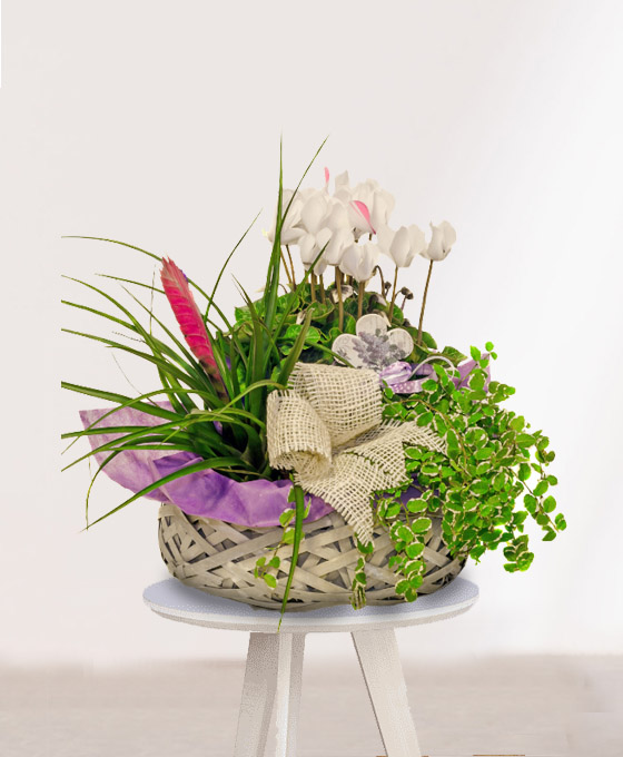 Cesta Plantas Jamaica