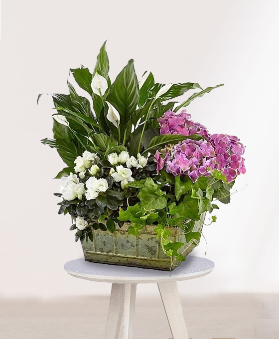 Cesta Plantas Panamá