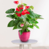 Planta Anthurium