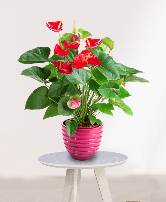 Planta Anthurium
