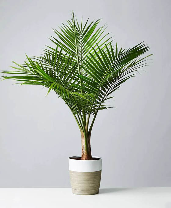 Planta Areca